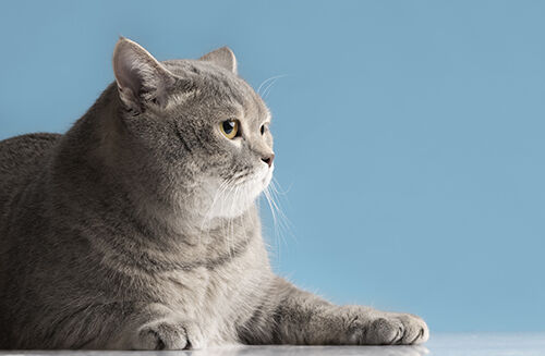 नवीनतम कंपनी ब्लॉग के बारे में International Cat Day: Protecting Feline Health Through Awareness and Rapid Testing